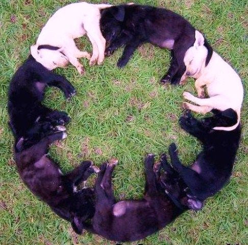 круг из собак, элемент психологического теста "геометрические фигуры"