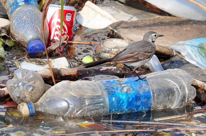 вред пластика для окружающей среды