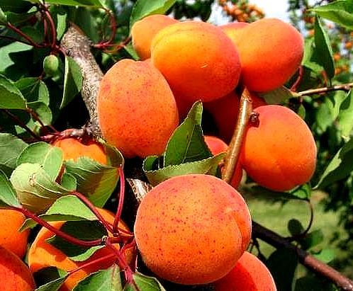 полезные свойства абрикосов