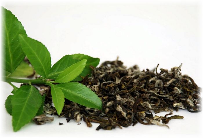 польза зеленого чая для организма человека