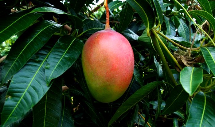 как растет манго
