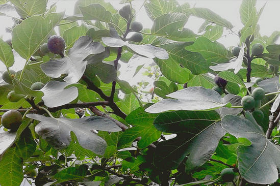 польза листьев инжира и плодов