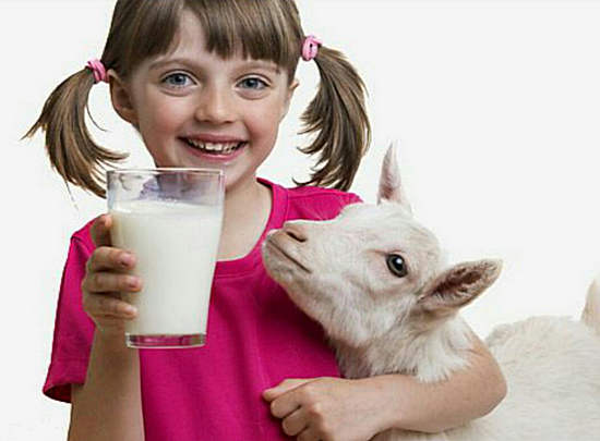 козье молоко польза