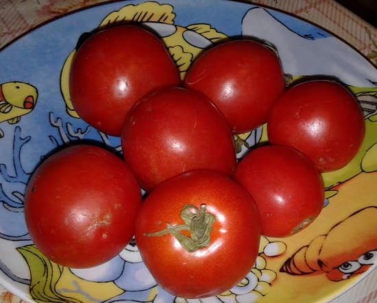 помидоры - польза и вред