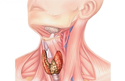щитовидная железа и аутоиммунные заболевания