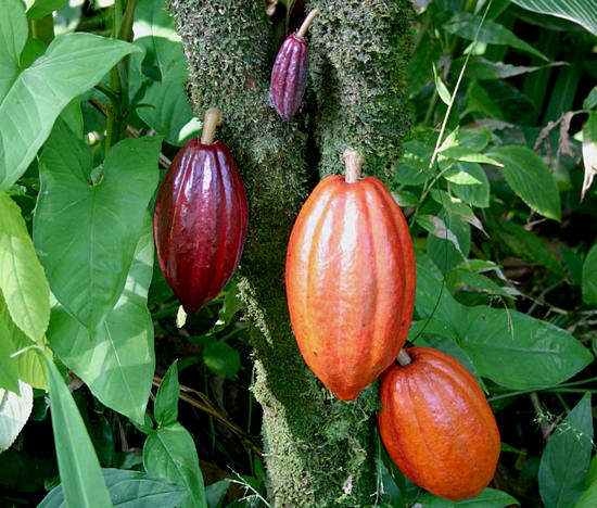 какао польза и вред для здоровья