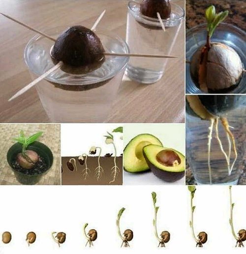 как вырастить авокадо из косточки