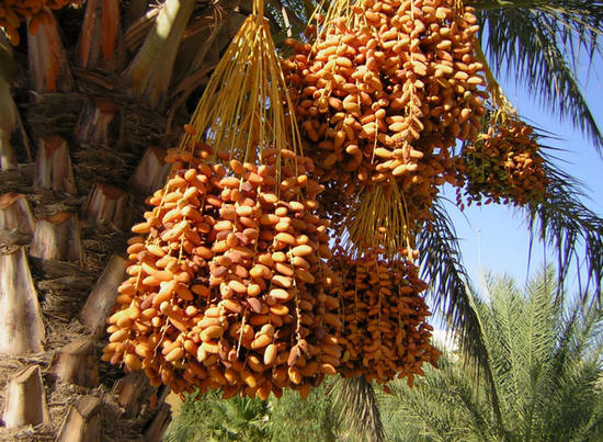 финики на пальме
