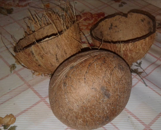 полезные свойства кокоса