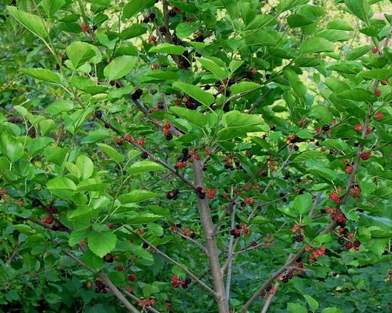 дерево тутовник - полезные свойства и противопоказания