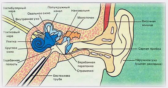 строение уха и причины его заложенности