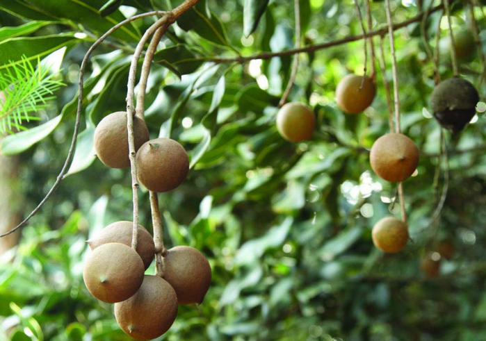 как растет орех макадамия