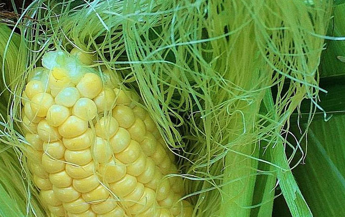 полезные свойства и применение кукурузных рылец