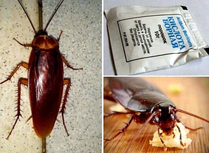 как избавиться от тараканов в квартире иидоме раз и навсегда