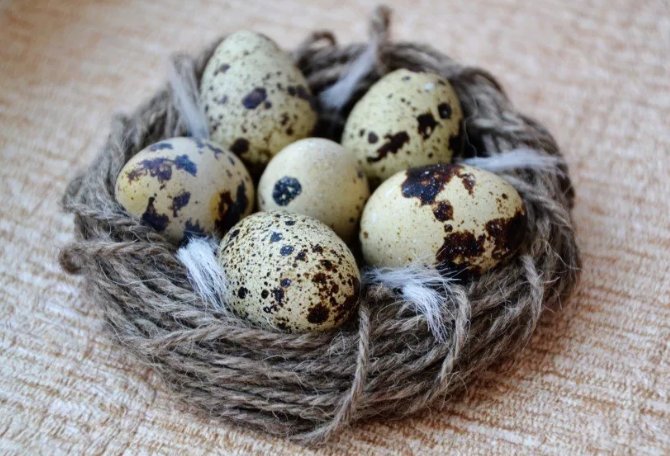 перепелиные яйца - польза и вред для здоровья