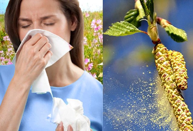 аллергия в апреле на пыльцу березы
