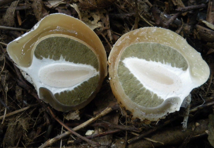 гриб веселка в стадии яйца - применение