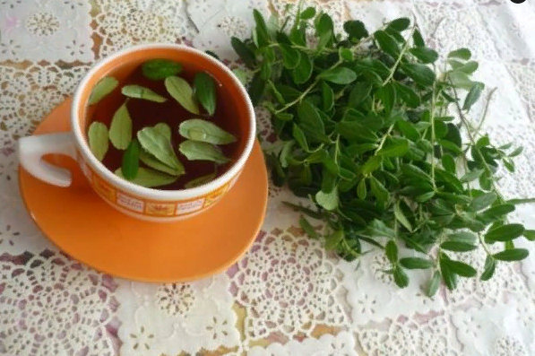 чай из брусничных листьев - польза