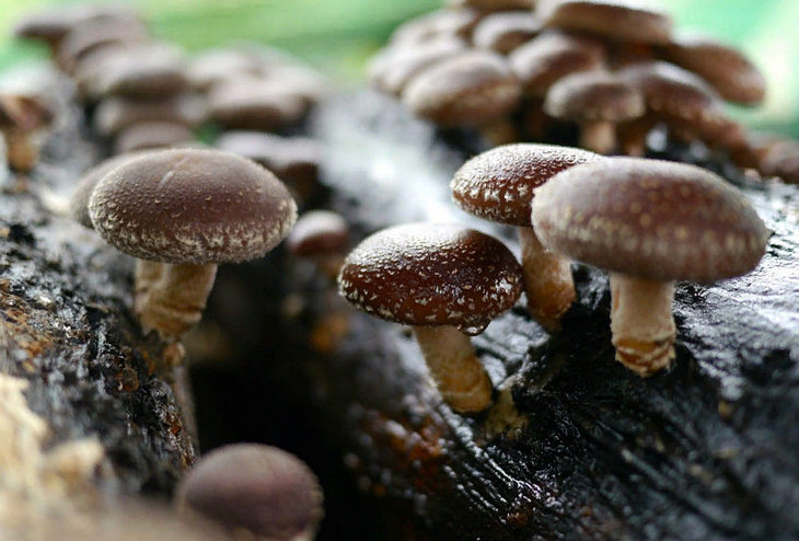полезные свойства грибов шиитаке