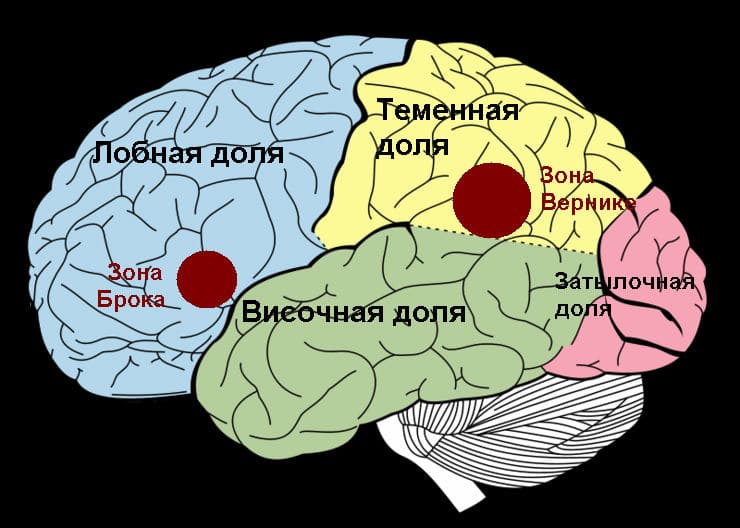 речевые центры головного мозга