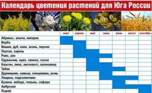 календарь цветения растений для юга России